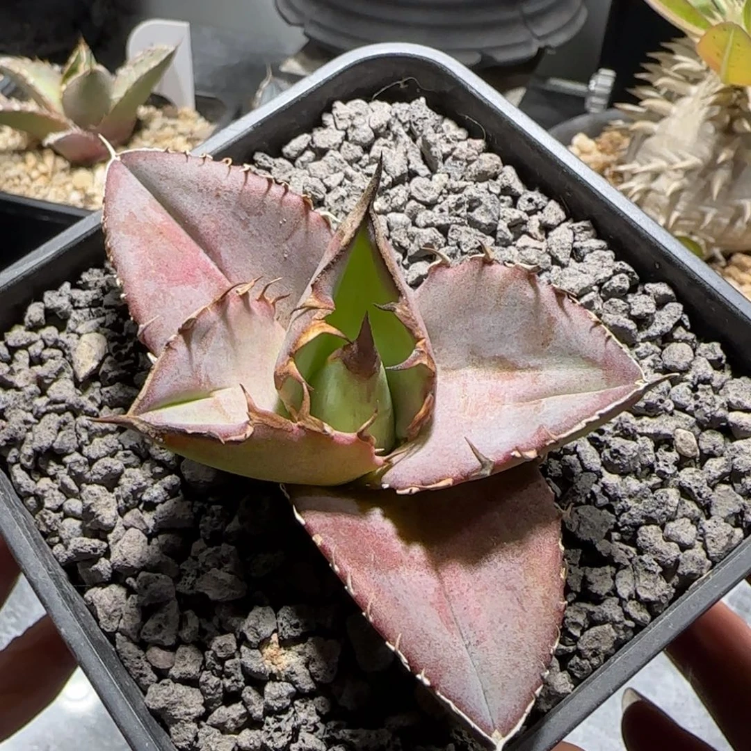 实生仁王冠龙舌兰3