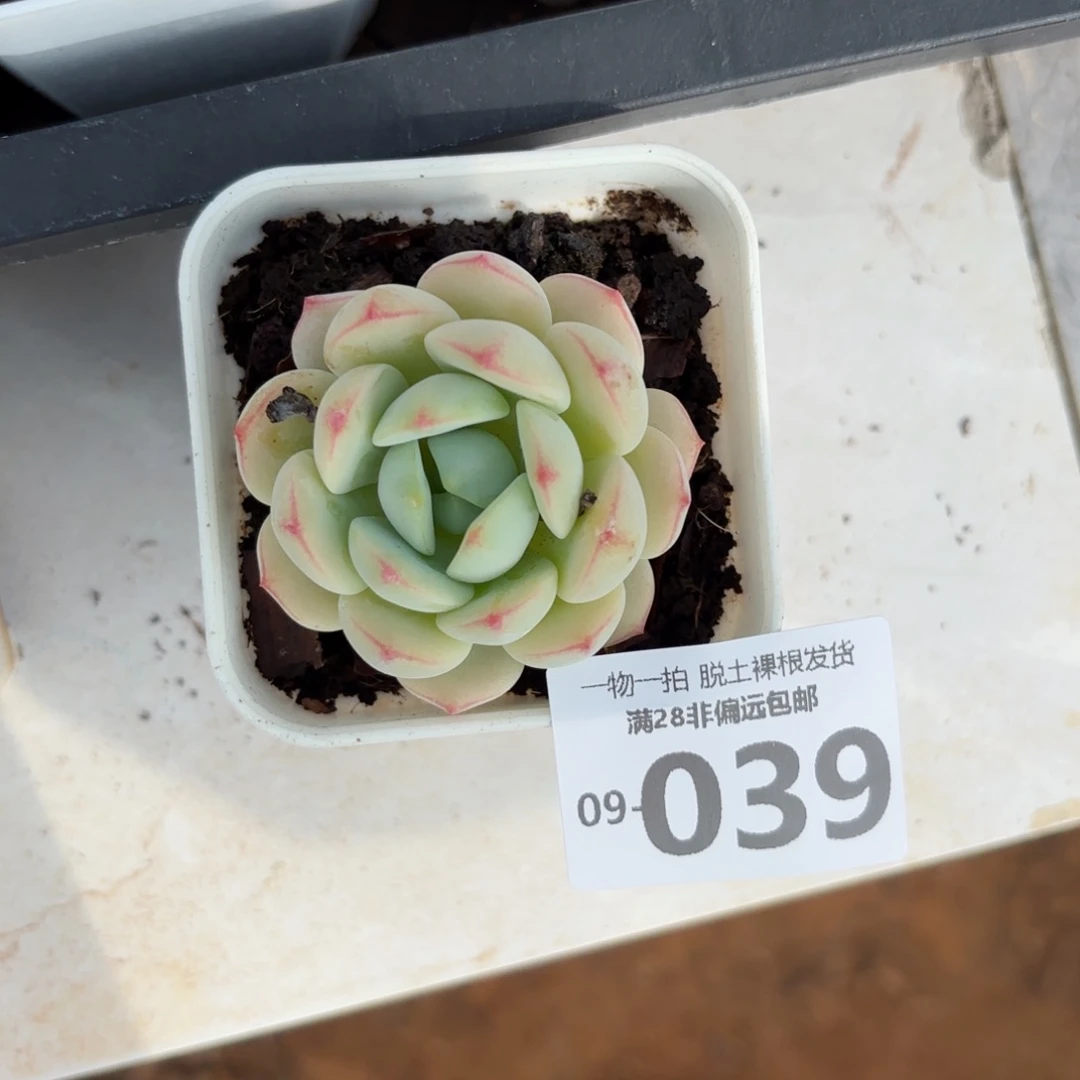 ?**好香草单头多肉多肉