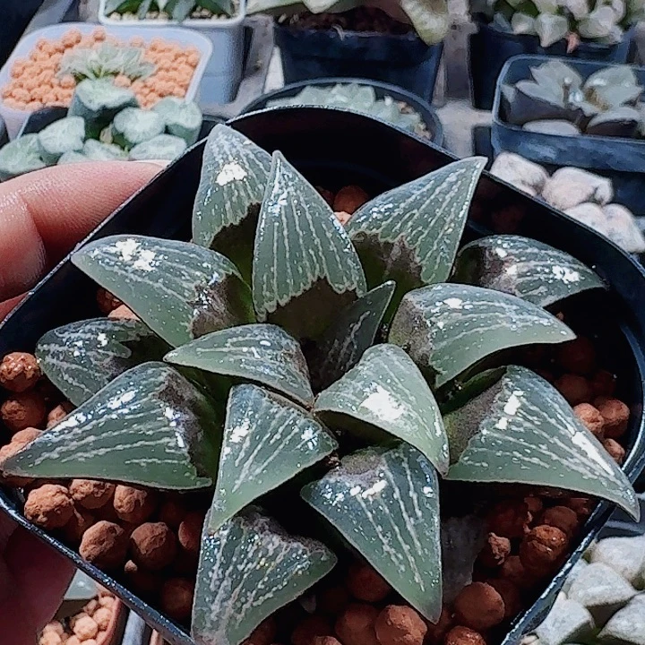 哥***妹十二卷实生寿福利