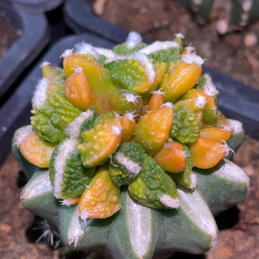 全部花朵颗粒黑牡丹锦群体349