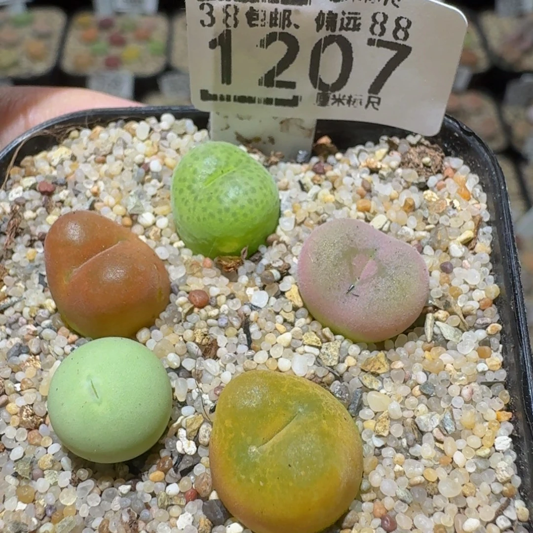 Ssss精品生石花1207