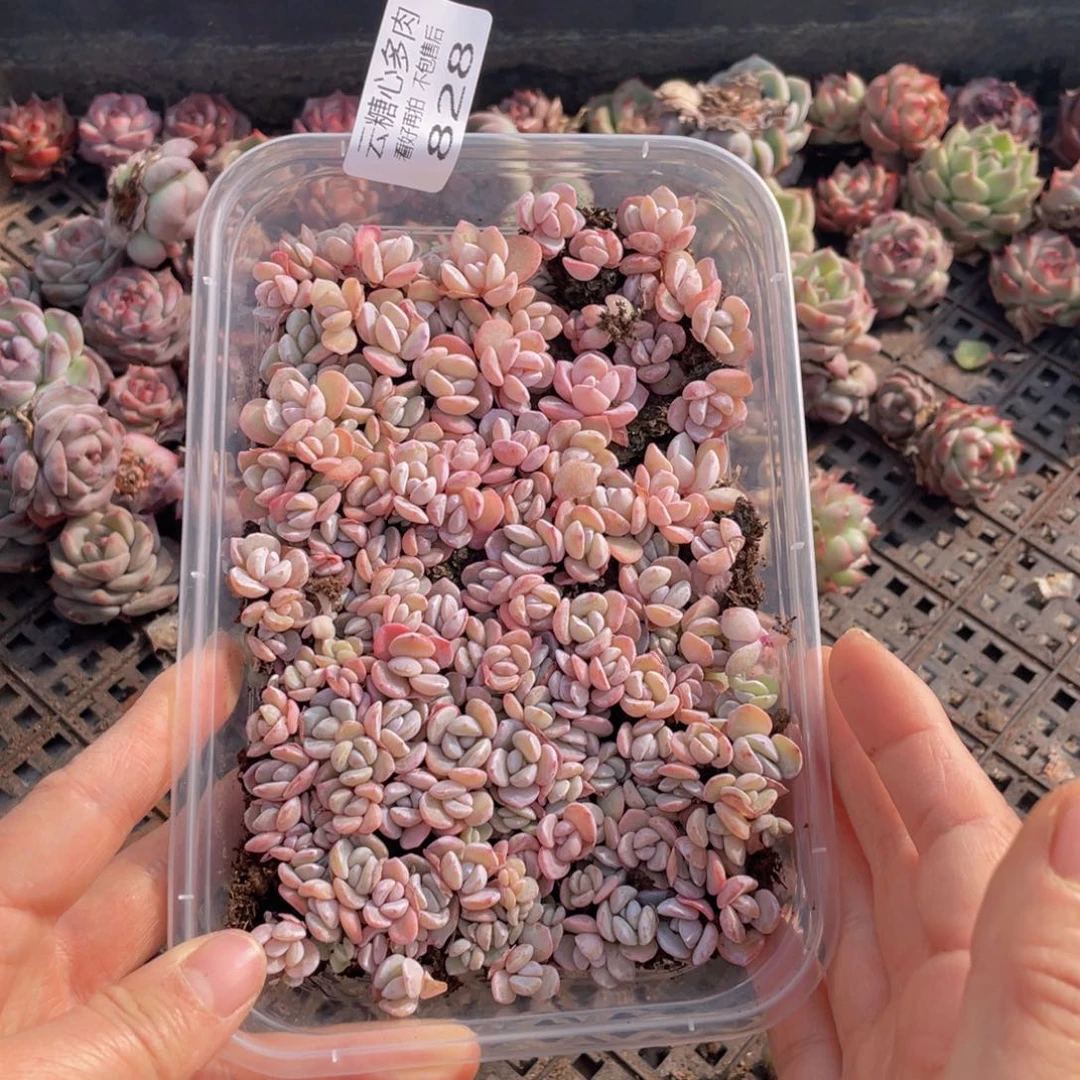 云糖心多肉植物828