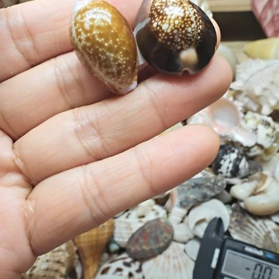 石材天然海螺宝螺