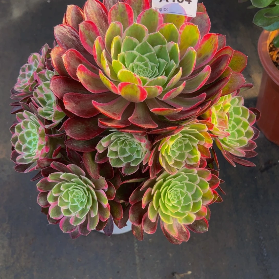 钿****奶孔雀翎13444444444寄养