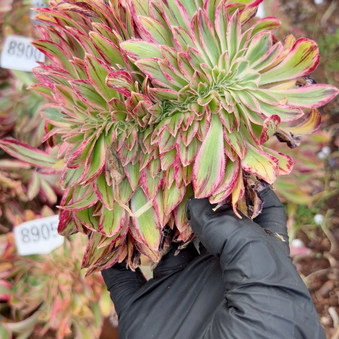 你8906 号多肉法师特价没有根