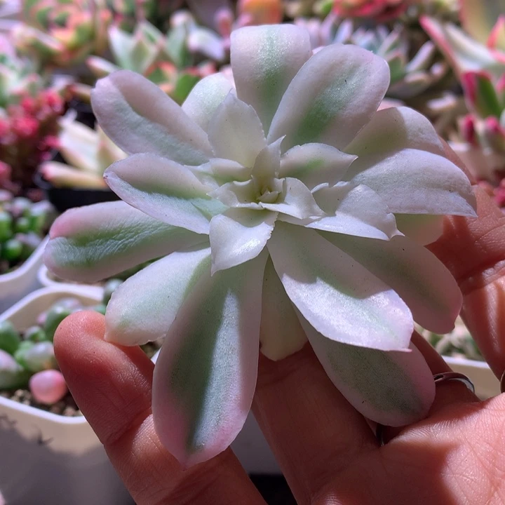 蓝丝绒覆轮锦有杆子