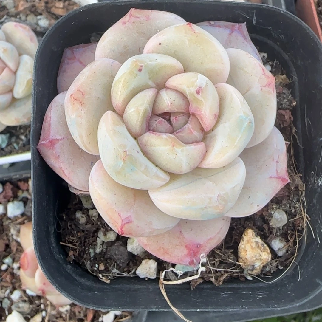 多肉小卡拉米糖心一物一拍