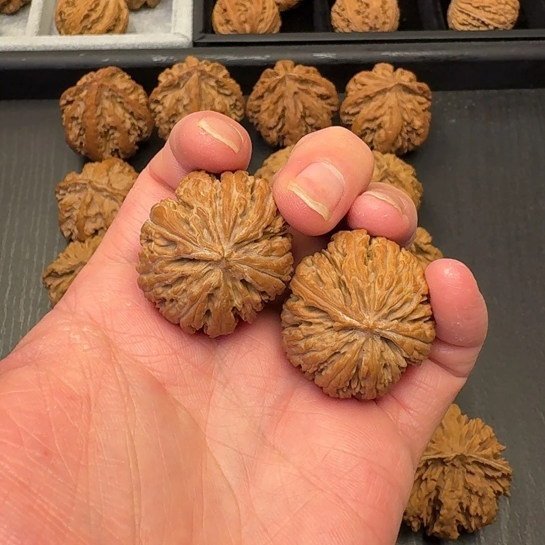 核桃突突突突突突突突突