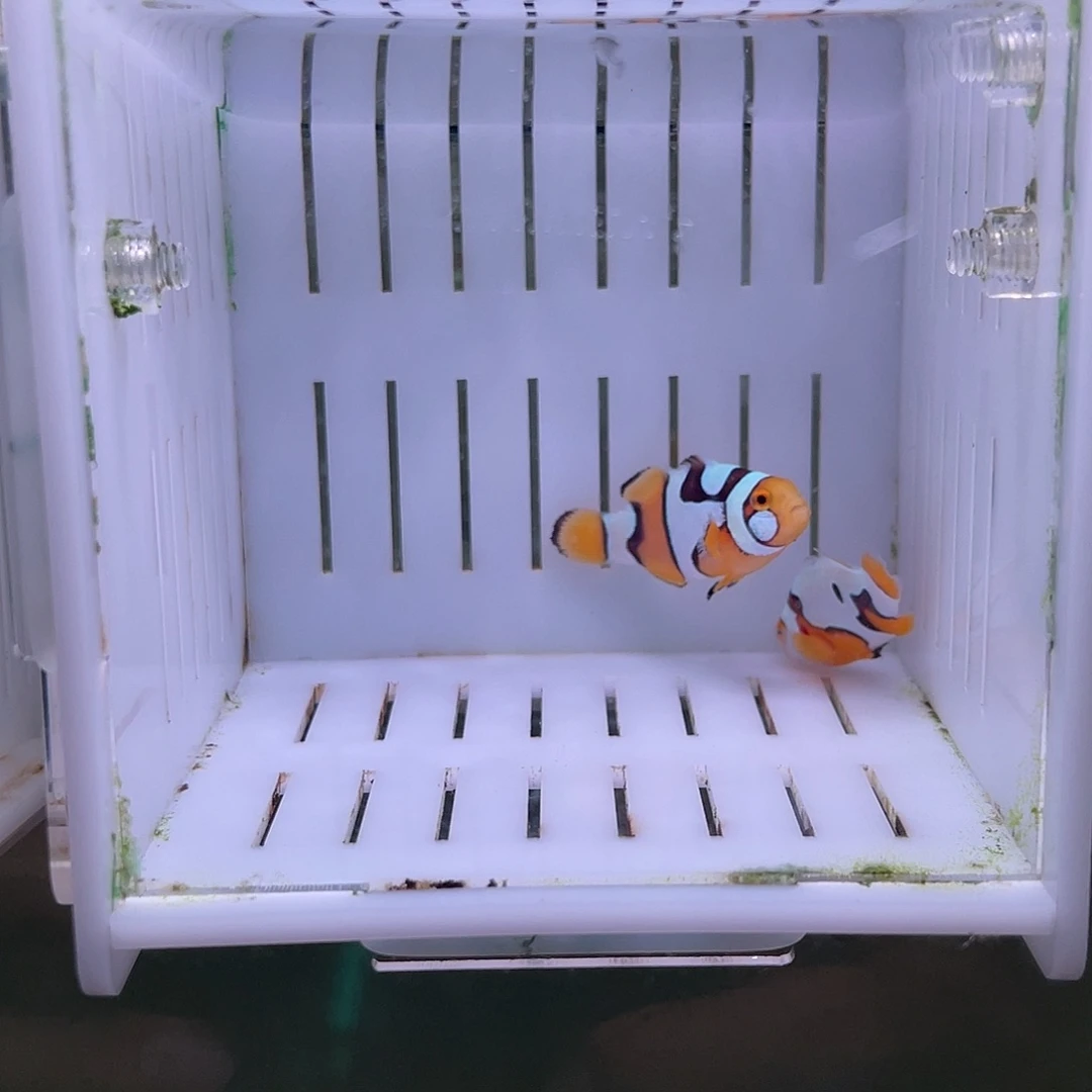 热带海域不分公母1精品毕加索一对