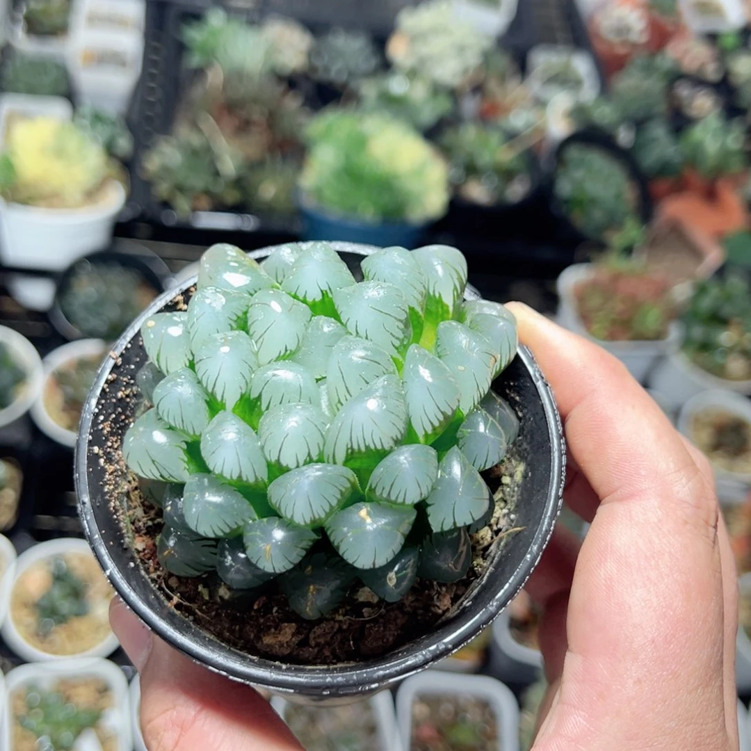 五**香3510多肉植物一颗
