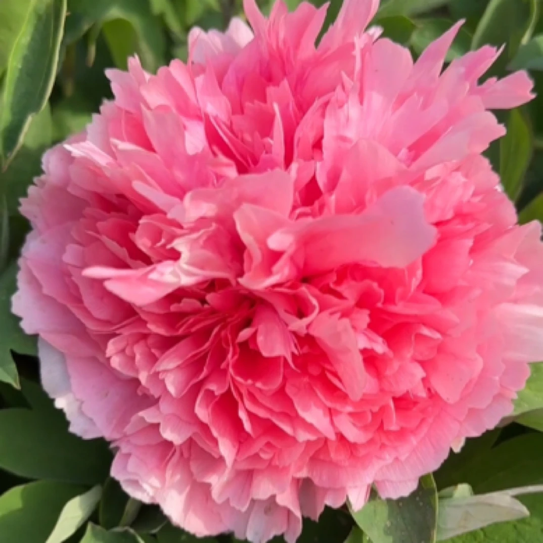 牡丹品种【珊瑚台】菏泽千层芍药花重瓣观赏牡丹先发肥秋发苗