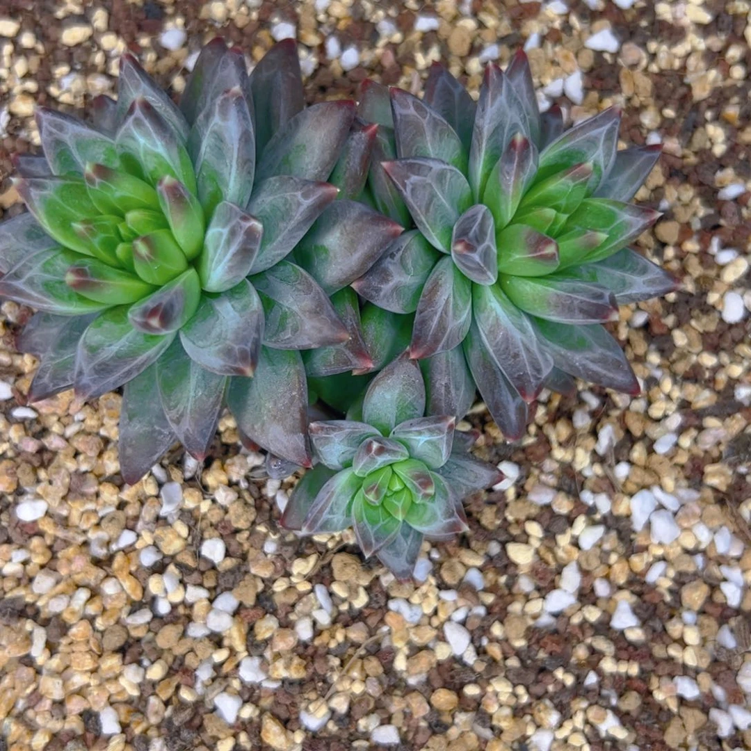 大***✿11111111111111111