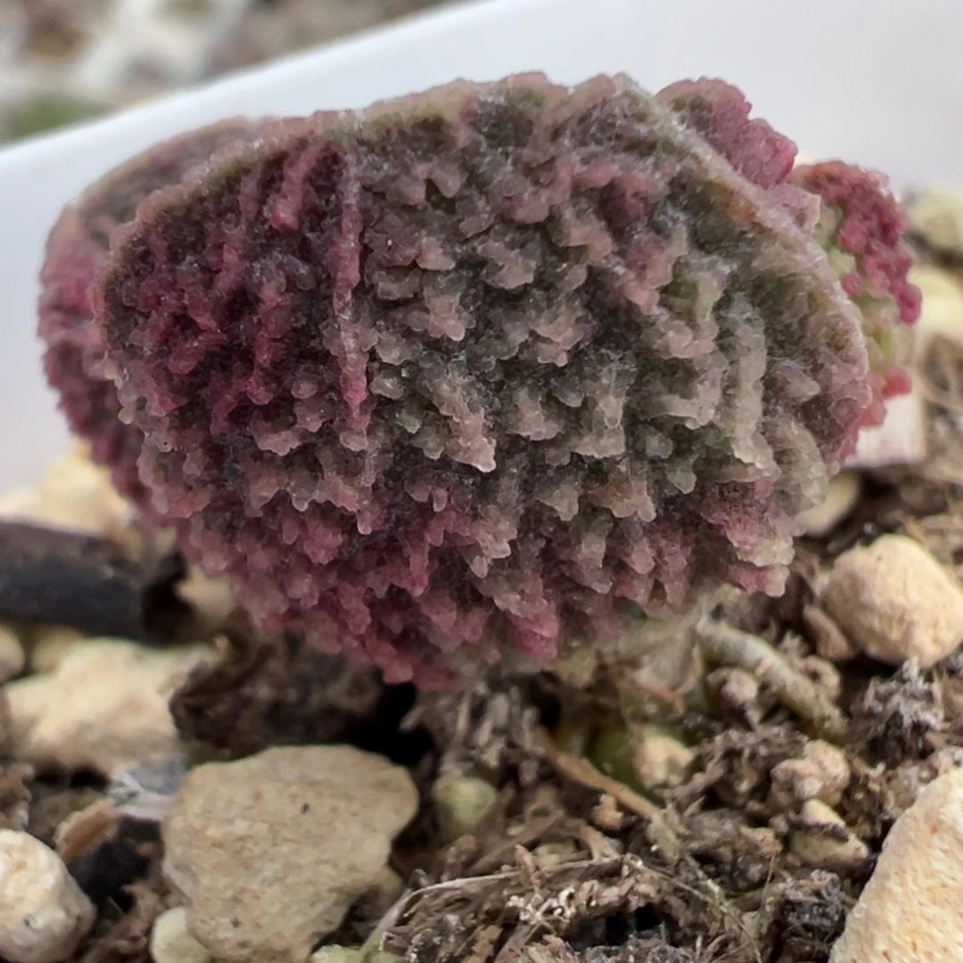 实生新品多肉植物水泡