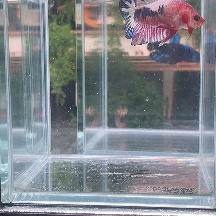 斗鱼听风观赏斗鱼