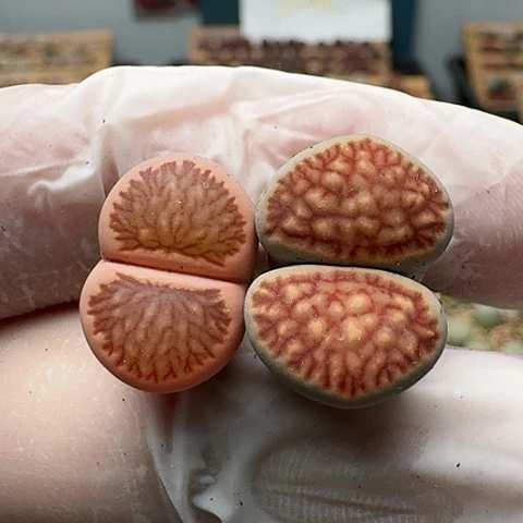 2658菊红窗菊花纹脱土发货