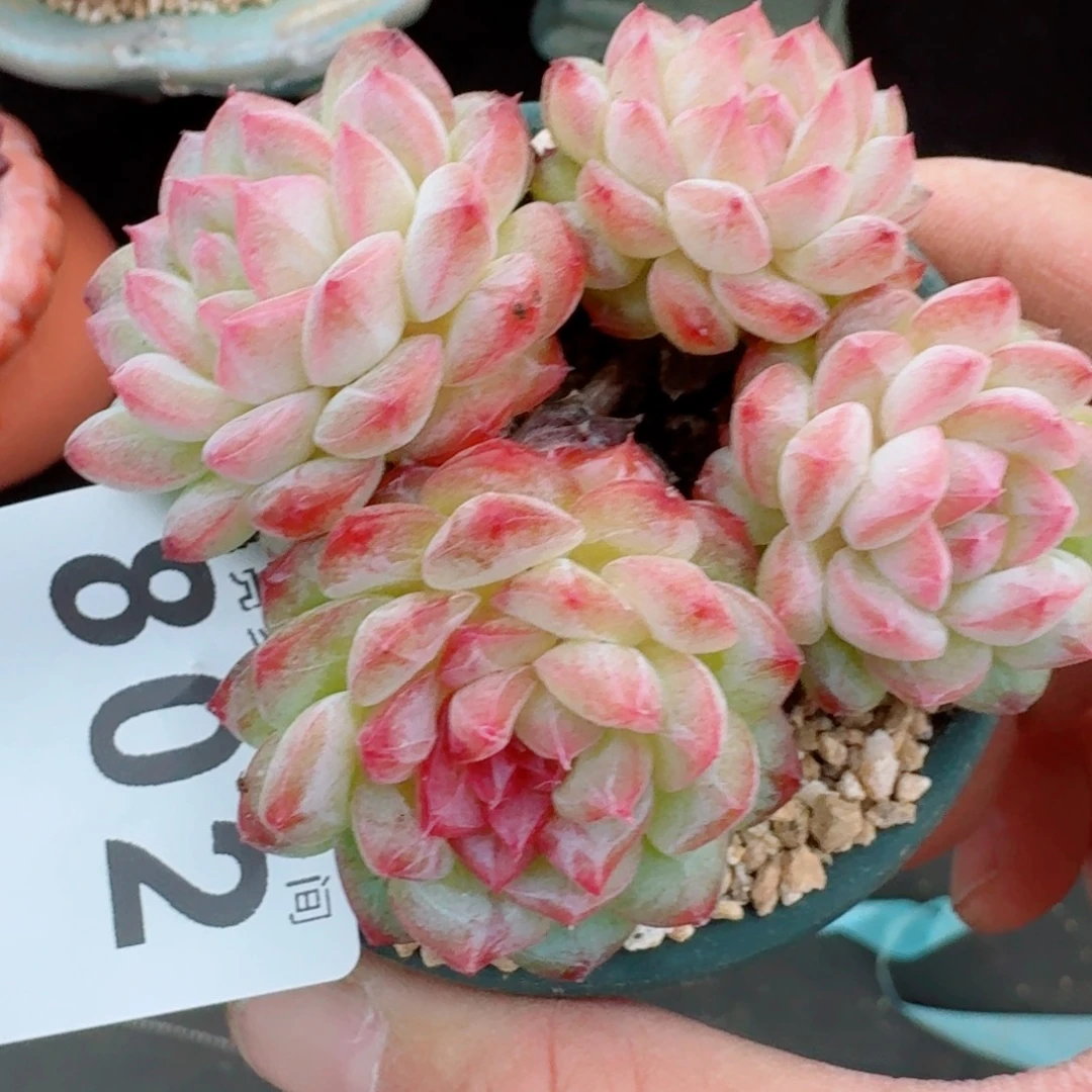 寒江雪      愿你一路坦途，乘风破浪展宏图