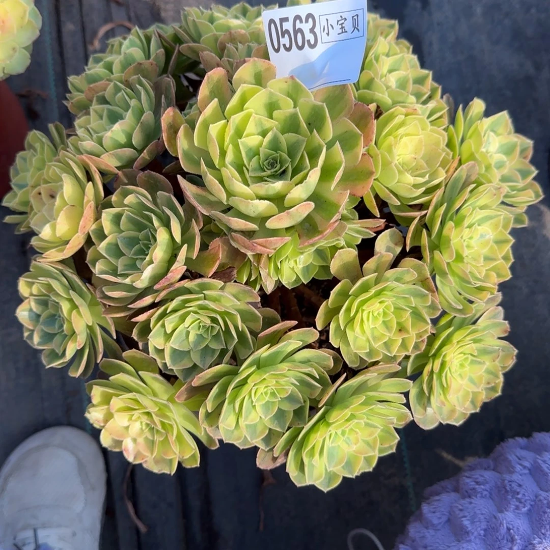 我***是雨荷多肉0563多肉多肉