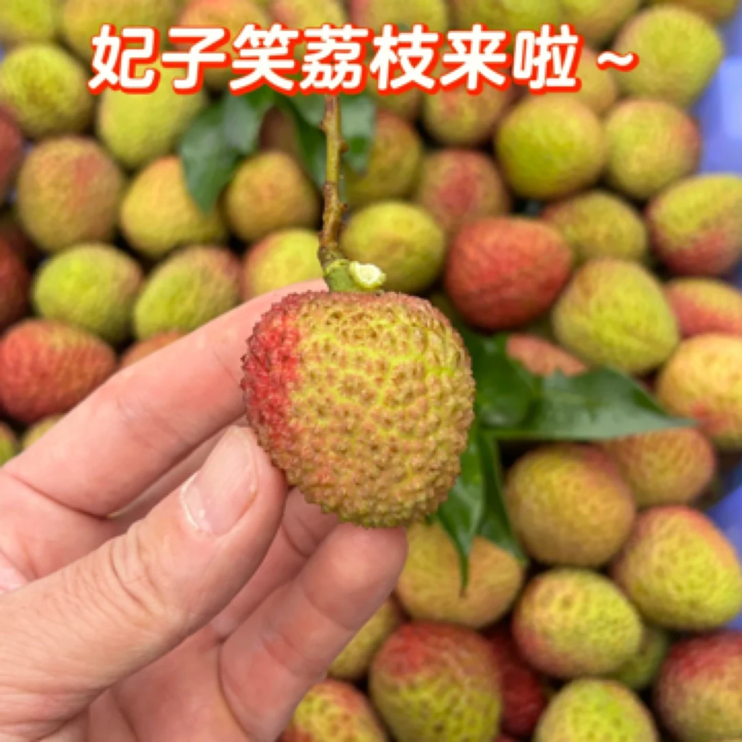 海南鸡嘴荔枝A果约500克/斤海南省