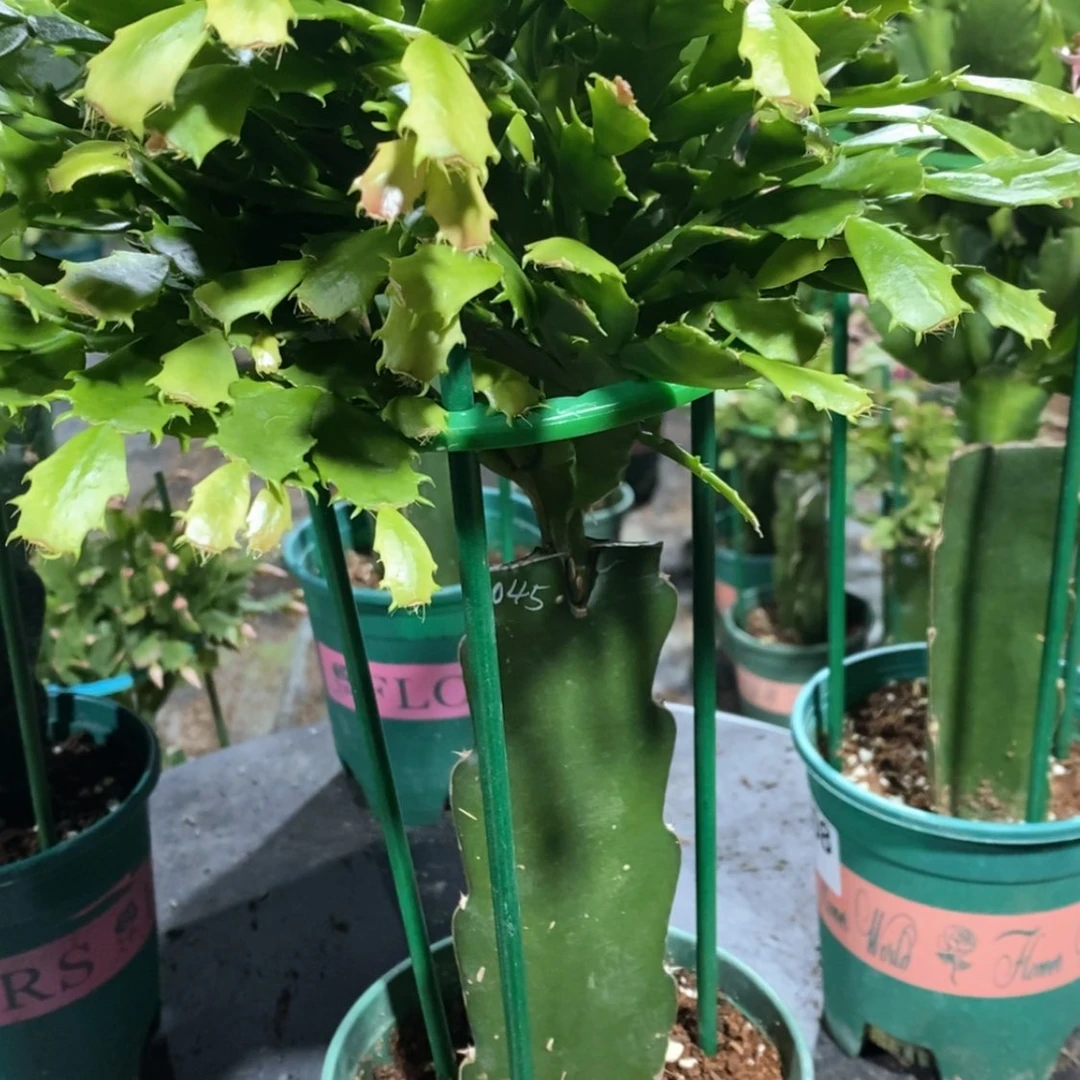 【闪购商品】完全开放827嫁接045