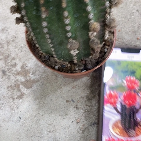 红金刚仙人球，2578999