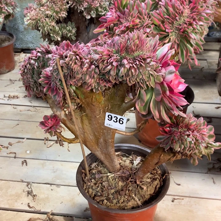 936倾城缀多肉法师