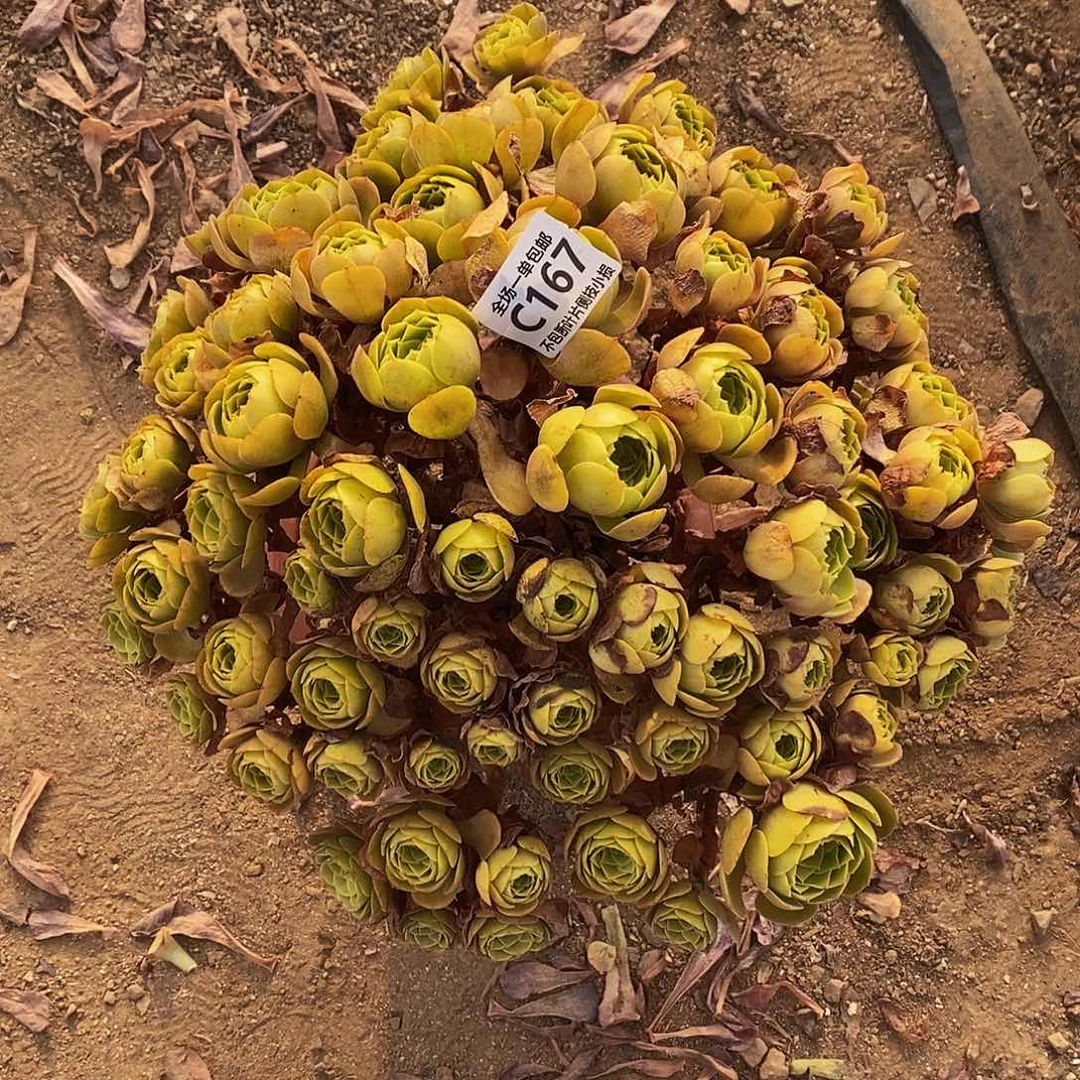 天***梦167万圣节黄金包子多