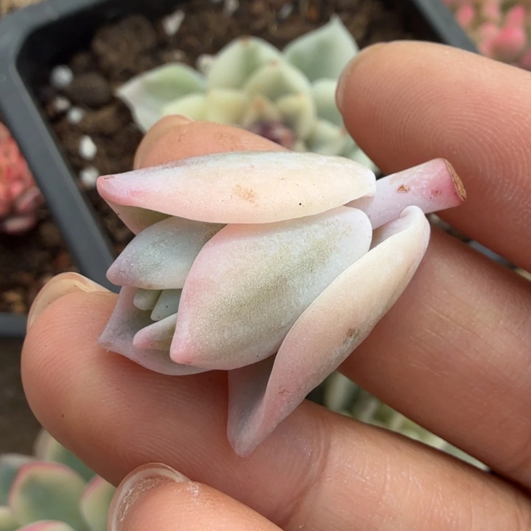 奶茶锦一根花剑腹轮锦