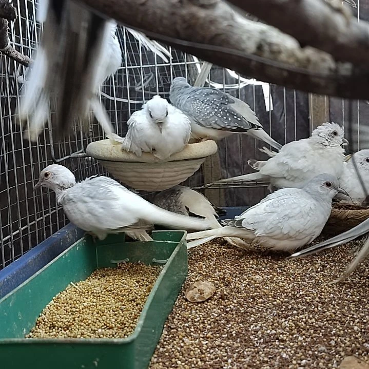 蓝白成年一对笼子