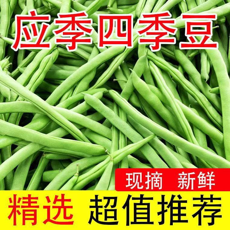 【云南四季豆】新鲜小金豆四季豆农家新鲜蔬菜5斤3斤现摘现发
