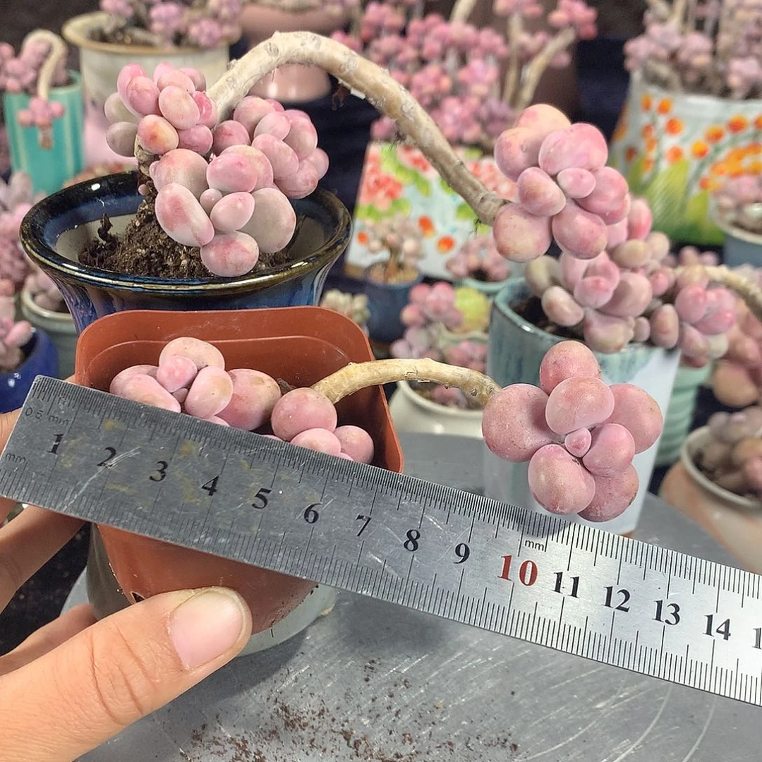 锅*?80号不带盆2颗偏远地区不包邮的