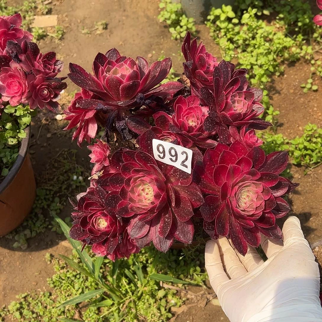 砍头裙倾城老桩不售后992号