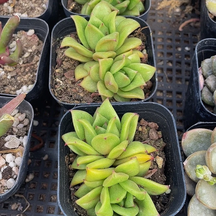 双头绿蔷薇锦带盆土