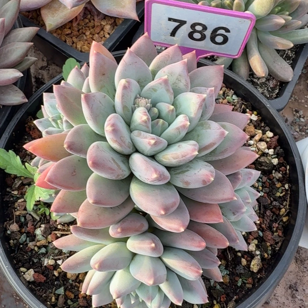 天使之翼多肉植物786