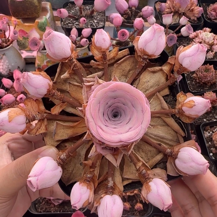Y981半城玫瑰鹿兜