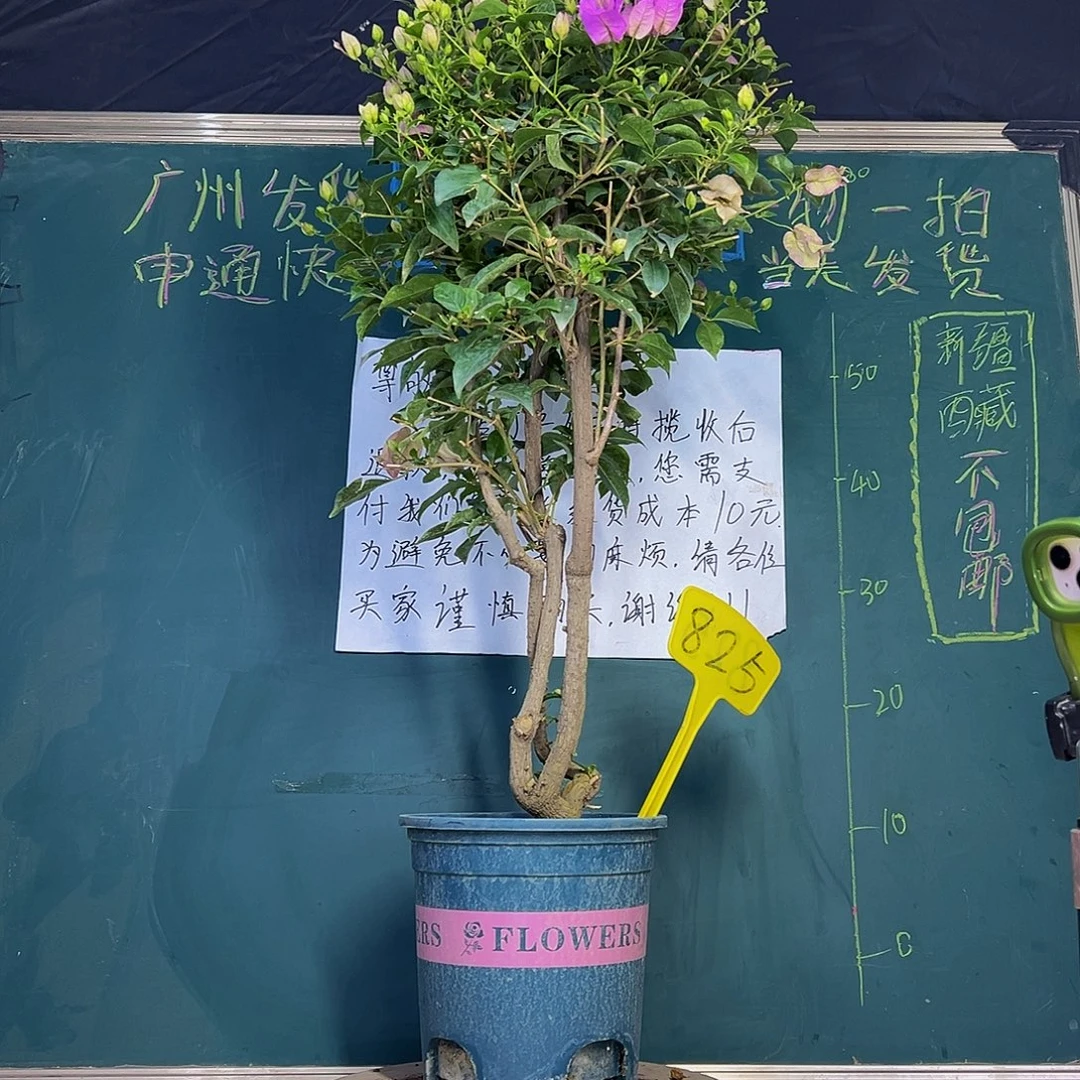 当前无花栽培后可以开花80cm 雪紫 原生树头  825