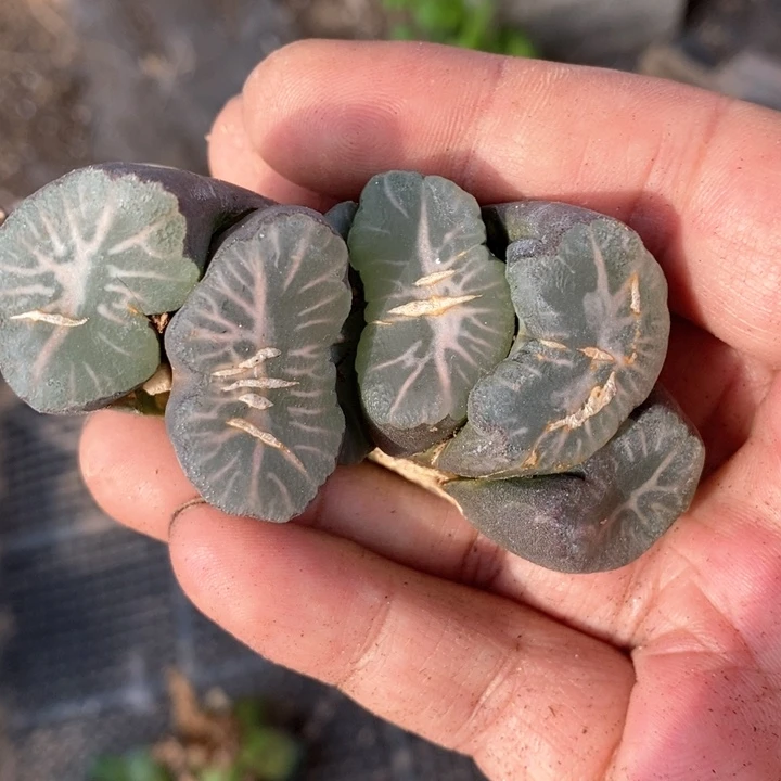 晶3014。 一颗福利。