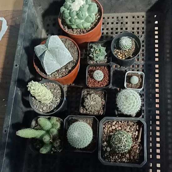 花花世界迷人眼球球好养