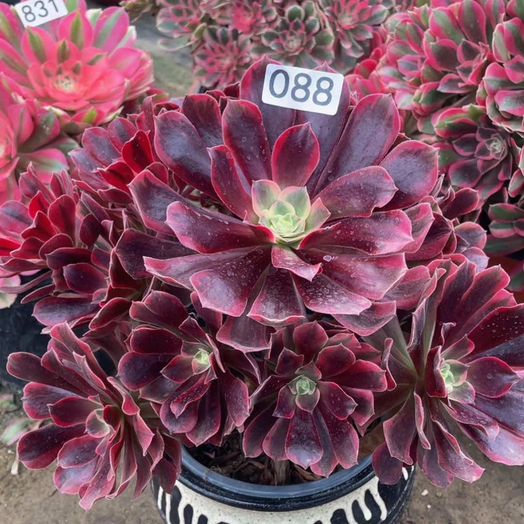 088美杜莎精品老桩法师