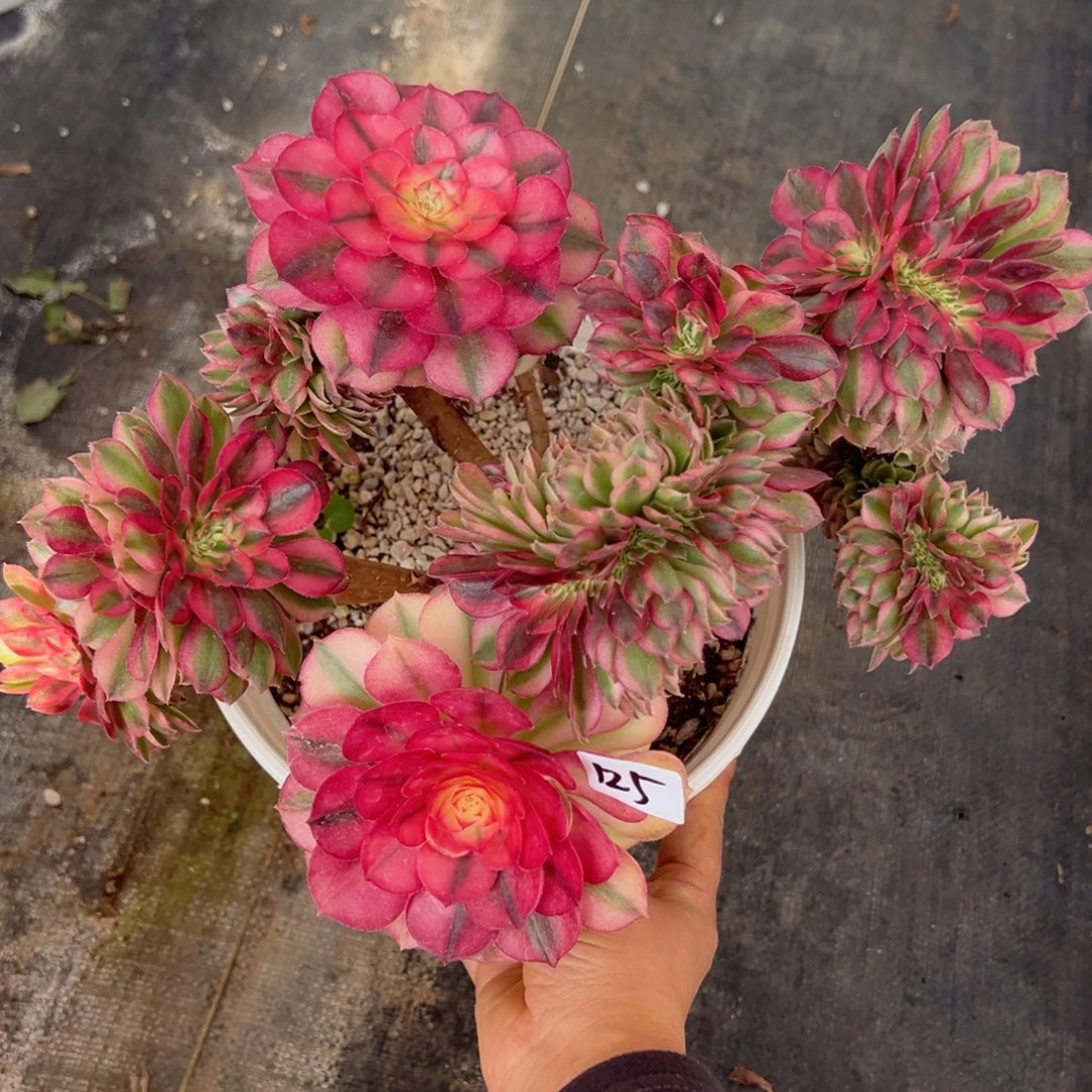 125荔枝缀多肉嘻嘻嘻