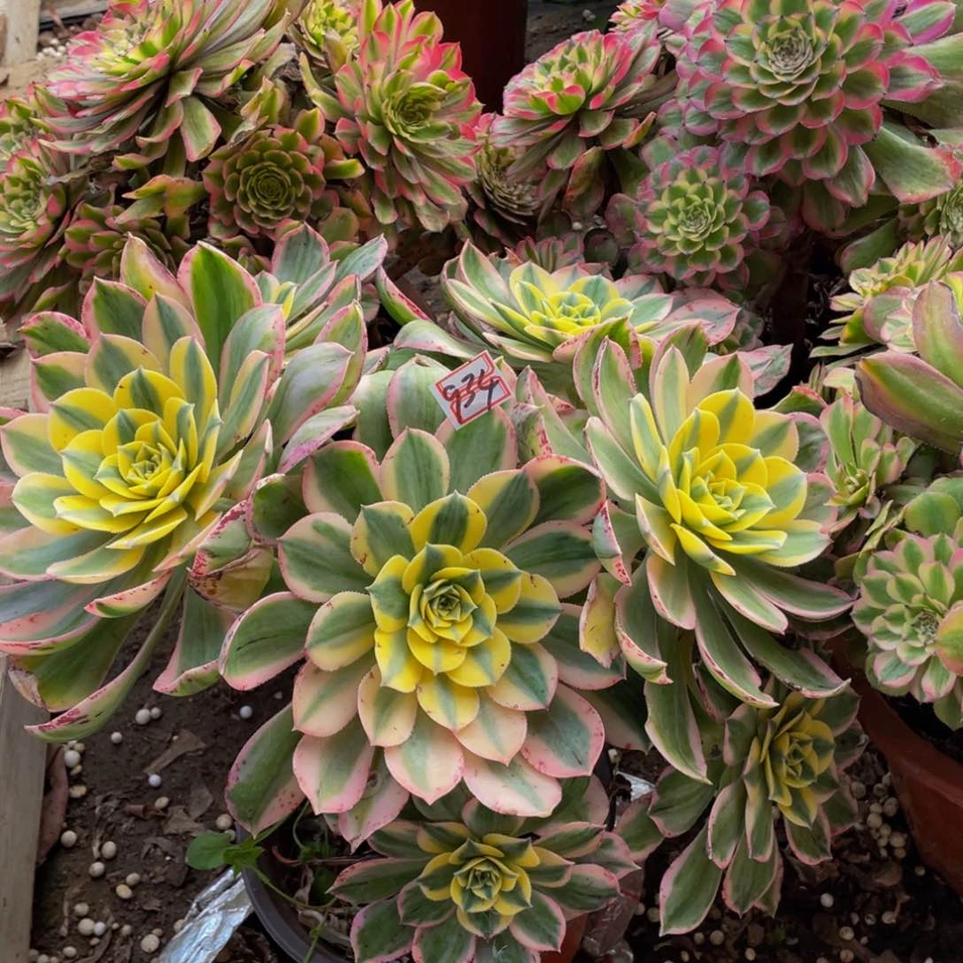 934灿烂妖桩鲜花