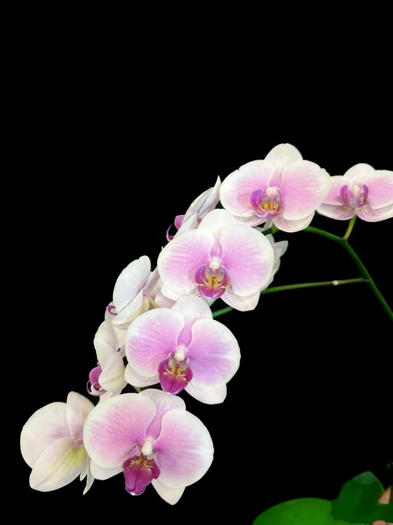 蝴蝶兰--【紫雾白纱】任意两颗包邮，只拍一颗发苗！！