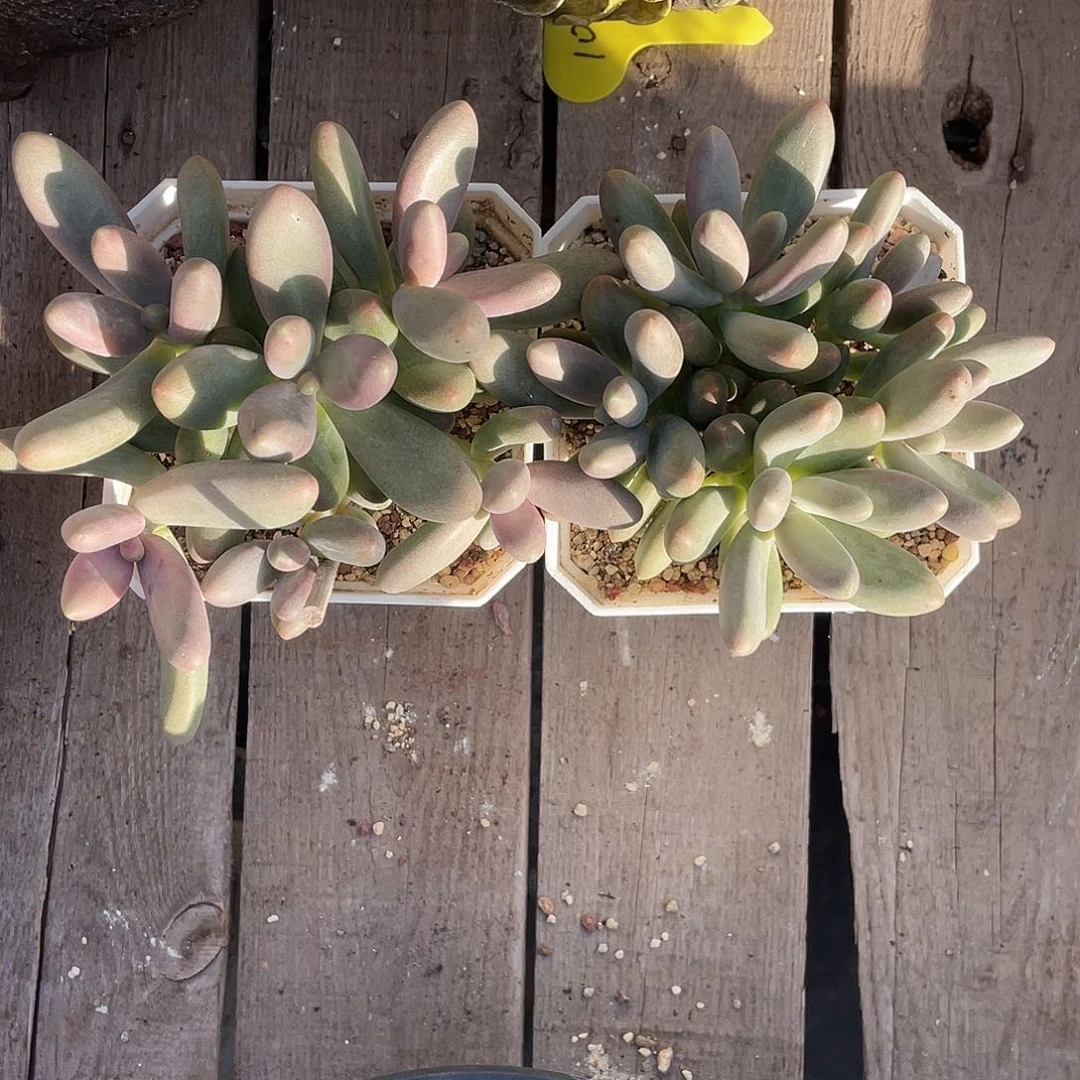 糖果美人两个一组101