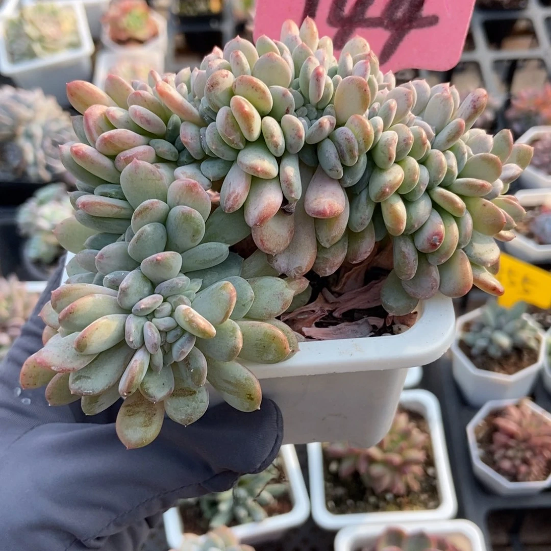144粉珍妮缀多肉植物多肉