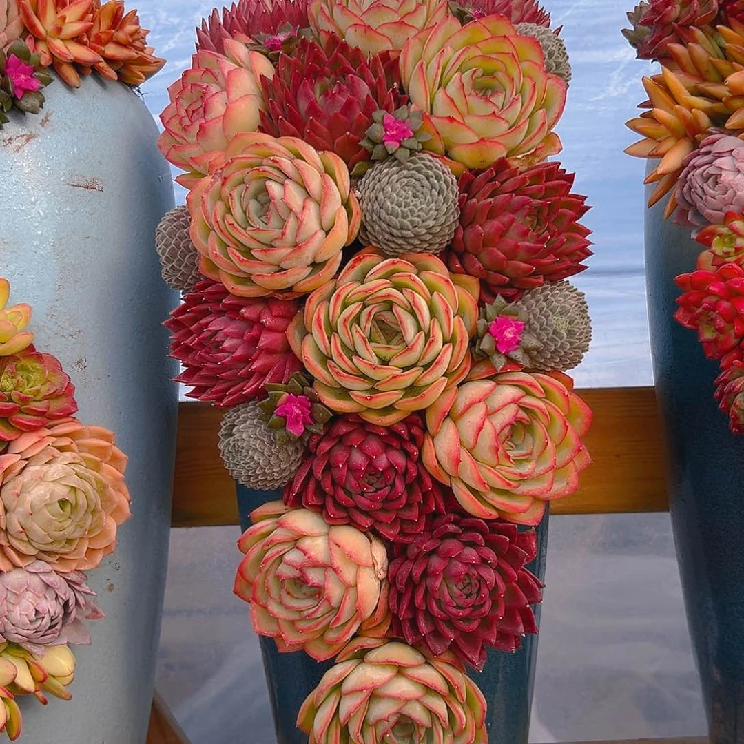 777冬云多肉组合