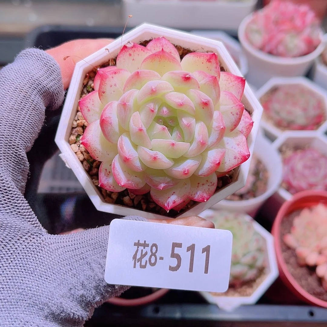 花08-511精选糖心