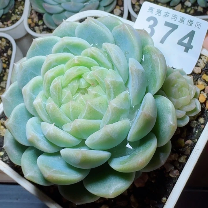 泼天母本         精控精养多肉植物