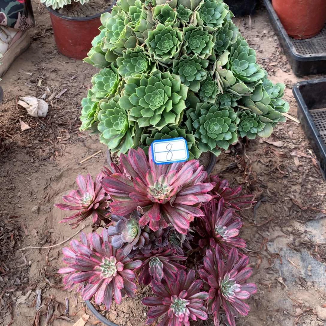 8多肉植物盆栽植物