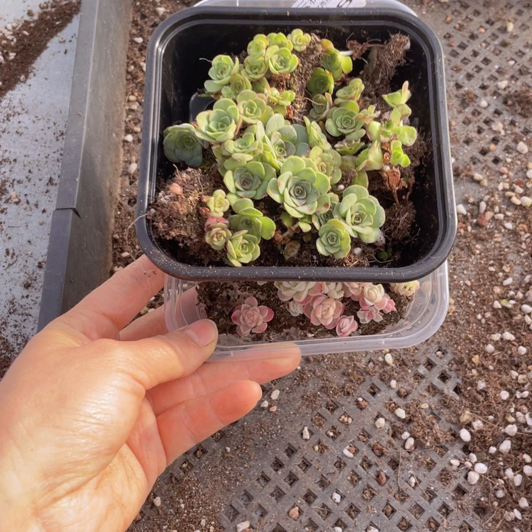 云糖心多肉植物585