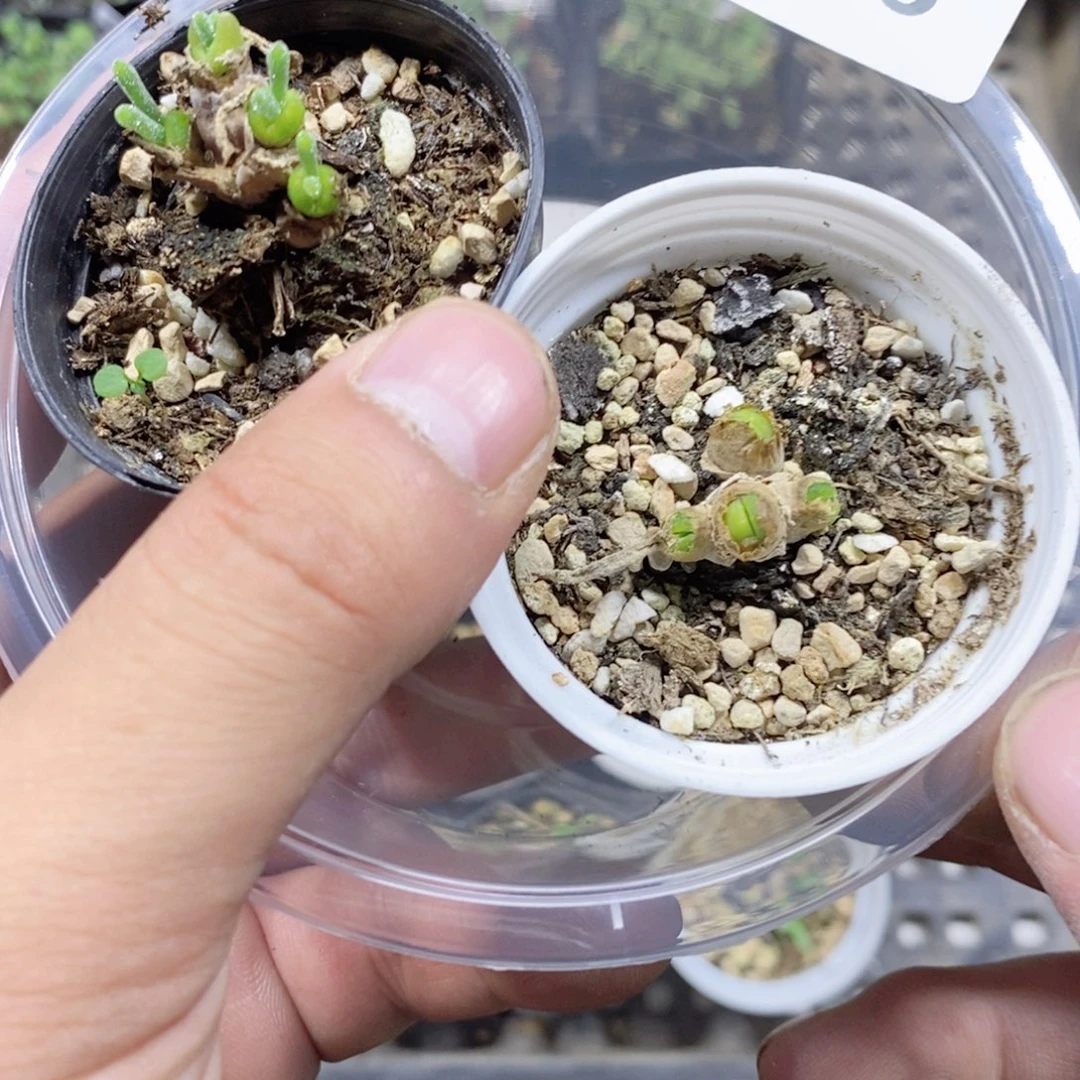 鼓***桃56号多肉植物多肉植物