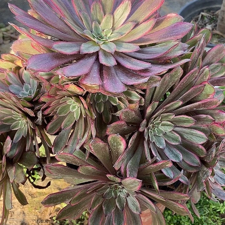 紫霞仙子466多肉不包断